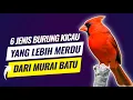 Download Lagu 6 Jenis burung kicau ini  suaranya lebih merdu dari Muari batu