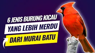 these 6 types of songbirds have more melodious voices than the muari batu