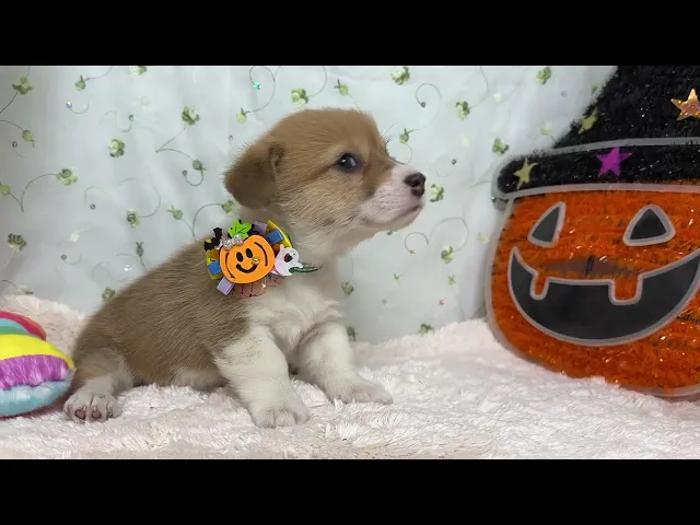 動画