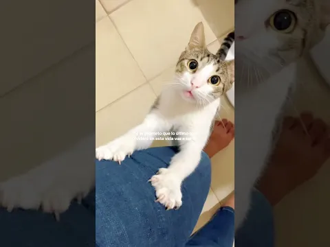 #cat