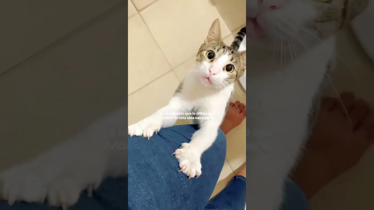 #cat