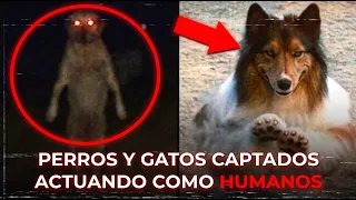 PERROS Y GATOS CAPTADOS ACTUANDO COMO HUMANOS 💀
