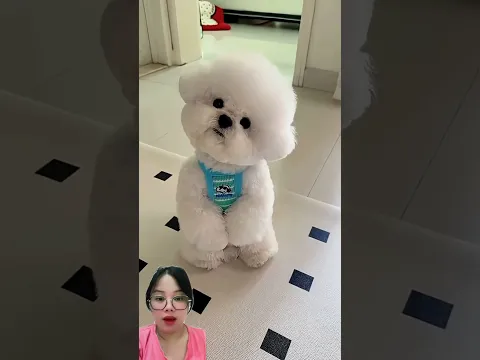 APAKAH AKU IMUT??? #puppy #cute #pets #funny