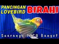 Download Lagu Pancingan Suara Lovebird Betina Birahi Picu Lb Betina Birahi Bunyi \u0026 Lb Jantan Birahi