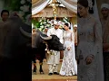 Lagu petani ini beri mas kawin kerbau #wedding #pengantinviral