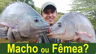 Como Diferenciar tilápias??? Machos e Fêmeas???