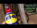 How to kill carpenter bees the easy way and how to get rid of them for good