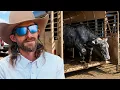 Why My Cow Has To Go