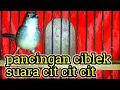 Download Lagu pancingan ciblek suara cit cit cit, ciblek lain cepat merespon | suara ciblek.