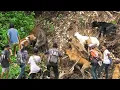 Download Lagu Perburuan Babi Liar Terbaik 2024 || Best Moment Wild Boar Hunting ||