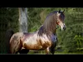 Download Lagu الخيل العربي الأصيل | الأسطورة مروان الشقب بطل العالم وأبو الأبطال The Legendary Marwan Al Shaqab