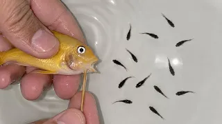 🎥🐠 Rare Greshakei Cichlid Birth Moment Captured! 🔥