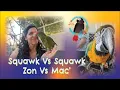 DINO-Squakers Amazon VS Macaw