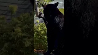 رجل ي صاب بالذعر بعد زيارة مفاجئة من دب 