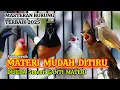 Download Lagu Masteran Burung Suara Pilihan‼️TEMBAKAN KASAR  Materi Mudah di Tiru Suara Jernih Asli Hutan