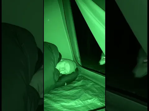 Karma 🐺 Wolf Pup's Tent Adventure: A Heartwarming Encounter #karma #wildlife #shorts