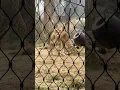 Download Lagu #lioness jumping on rock #leeuwin #lion #leeuw #tiger #tijger #puma #Artis dierentuin zoo Amsterdam