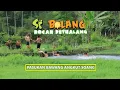 Download Lagu [FULL] Pasukan Bawang Angkut Soang | SI BOLANG (20/06/25)