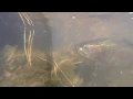NJ Trout Stocking