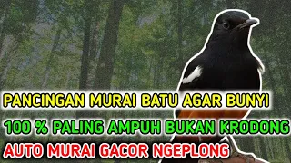 Download SIULAN MURAI BETINA INI Mampu Merangsang Jantan Jadi Gacor dan Emosi❗ MP3