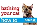 How to Give Your Cat a Bath Petco