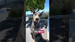 #fyp #dream #fypシ #pets #doberman