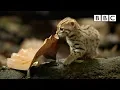 Download Lagu World's smallest cat 🐈- BBC