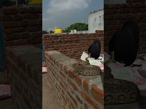 Russell's Viper Snake ki Jodi #shortvideo #youtubeshorts #trending