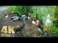 Download Lagu Kwakende eenden - Mandarijneend - Wilde eenden - Pekingeenden - Natuurontspanningsvideo