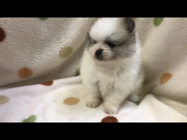動画
