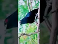 Download Lagu #Suara Burung Koel Asia