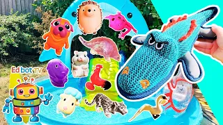 Kids Learn | Animal Names at the Shark Pool: Dog Crocodile Hamster Rooster Frog Snow Leopard