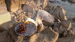 Brazen gull
