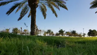 النور الجيلاني وداد 