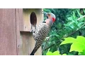 Download Lagu Northern Flicker Woodpecker Calling and Drumming