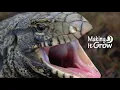 Tegu Lizards in South Carolina