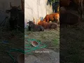 Download Lagu hewan qurban di masjid al ishlah gresik #shorts #trending #viral #qurban #iduladha