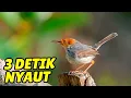 Download Lagu PRENJAK mana yang nggak NAIK EMOSI dengan PANCINGAN PRENJAK GACOR NGEPLONG BIKIN EMOSI INI!