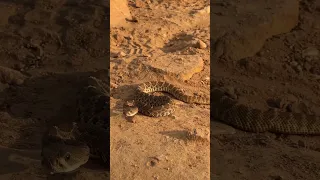 Stepped on a Rattlesnake!  Almost. Baby Red Diamond Rattlesnake. #snake #snakes #hiking #hike #love
