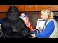 Download Lagu Gorilla That Can Talk Said Something Shocking About Humans – You Won’t Believe It!