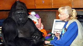 Gorilla That Can Talk Said Something Shocking About Humans – You Won’t Believe It!