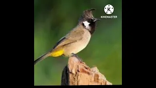 ماعدش بيقف بلبلى الصاروخ سامح الشرقاوى اسمع فن دندنها