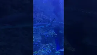 Sharks Smile For Me القرش يبتسم شوفوه وناسه اكسبلور ضحك 