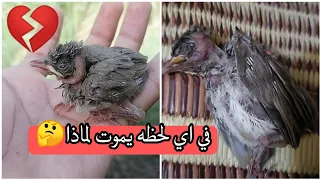 ماهو سبب موت البلابل الذي يتراوح اعمارهن من   الئ    ايام    دندنها