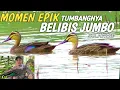 Download Lagu TUMBANGNYA RAJA BELIBIS !!! Belibis jumbo sulawesi berburu belibis liar