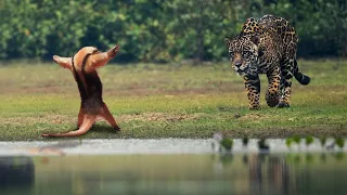 ONÇA TENTA ATACAR TAMANDUÁ MAS SE DA MAL - INCRÍVEL!