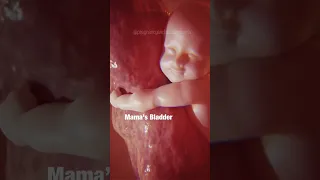 MAGICAL What Babies Do In The WOMB Pregnancy Shorts 