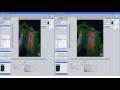 ZEISS ZEN 2 3 Working with 3D Deconvolution CPU DCV
