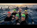 They Were Surrounded by Sharks Then Dolphins Did the UNTHINKABLE