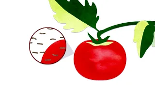 รอยช้ำหรือเนื้อเยื่อเละ ๆ บนผลไม้เกิดจากสาเหตุใด